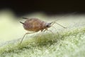 Aphid