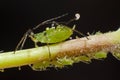 Aphid