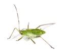 Aphid