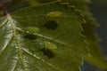 Aphid