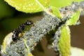 The aphid and the ant Royalty Free Stock Photo