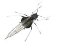 Aphid Royalty Free Stock Photo