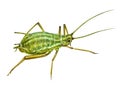 Aphid, Aphidoidea Royalty Free Stock Photo