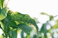 Aphid on an Apple tree branch, selective focus. Garden pests