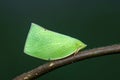 Aphid on branch tree.