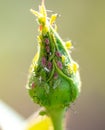 Aphid on a closed flower bud Royalty Free Stock Photo