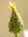 Aphid on a closed flower bud Royalty Free Stock Photo