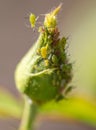 Aphid on a closed flower bud Royalty Free Stock Photo