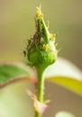 Aphid on a closed flower bud Royalty Free Stock Photo