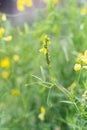 Aphid colony is breeding on Lathyrus pratensis plant. Green aphids and yellow flower Royalty Free Stock Photo