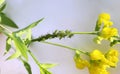 Aphid colony is breeding on plant stem of Lathyrus pratensis. Green aphids and yellow flower