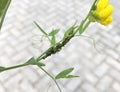 Aphid is feeding on stem of Lathyrus pratensis. Whole colony of the green aphids on the flower in the city garden Royalty Free Stock Photo