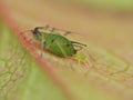 Aphid giving birth Royalty Free Stock Photo