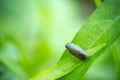 Aphid on a green plant leaf in organic farm. Royalty Free Stock Photo