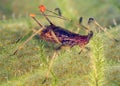 Aphid (Hemiptera: Aphididae) on a leaf Royalty Free Stock Photo