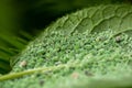 Aphid horticultural pests