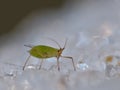 Aphid on Ice - Macro Photography - United Kingdom Royalty Free Stock Photo