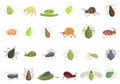 Aphid icons set cartoon vector. Insect summer nature