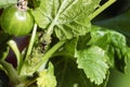 Aphid Infestation. Ants spread aphids on plant living together in symbiosis Royalty Free Stock Photo