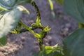 Aphid infestation on bean plant in a farm garden