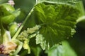 Aphid Infestation. Close up of aphids suck on shoot of cultivated plant Royalty Free Stock Photo