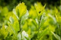 Aphid Infestation Royalty Free Stock Photo