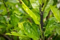 Aphid Infestation Royalty Free Stock Photo