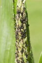 Aphid infestation on corn plant
