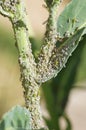 Aphid Infestation