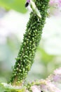 Aphid infestation of garden plant Royalty Free Stock Photo