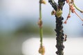 Aphid infestation of garden plants Royalty Free Stock Photo