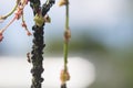 Aphid infestation of garden plants.