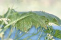 Aphid infestation little bugs covering the underside of a leaf in a garden Royalty Free Stock Photo