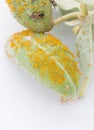 Aphid Infestation Royalty Free Stock Photo