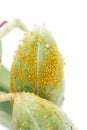 Aphid Infestation Royalty Free Stock Photo