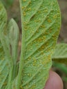 Guava aphid injure on young guava leaf In Viet Nam.