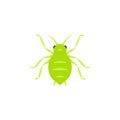 Aphid insect icon