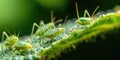 Aphid Insects, Greenfly On Plant, Small Garden Parasite Animals, Aphids Pest Colony Closeup