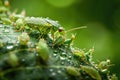 Aphid Insects, Greenfly On Plant, Small Garden Parasite Animals, Aphids Pest Colony Closeup