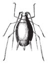 Aphid and its larvae, vintage engraving