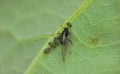 Aphid on leaf Royalty Free Stock Photo