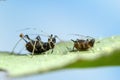 Aphid on leaf Royalty Free Stock Photo