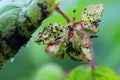 Aphid living on a cherry tree