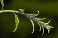 Aphid living and grey bag on a green