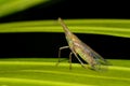 Aphid longnosed planthoppers Dictyopharidae