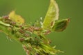 Aphid on pink branch,  pests Royalty Free Stock Photo