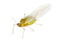 Aphid plant lice, greenfly, blackfly or whitefly Royalty Free Stock Photo