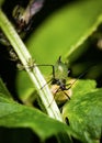 An aphid with a red spot on its head sits on a grass stalk Royalty Free Stock Photo