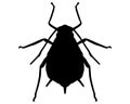 Aphid Silhouette