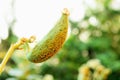 Aphid Royalty Free Stock Photo